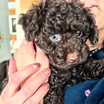 Poodlespekes Caniche