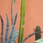 Hortus Botanicus Amsterdam