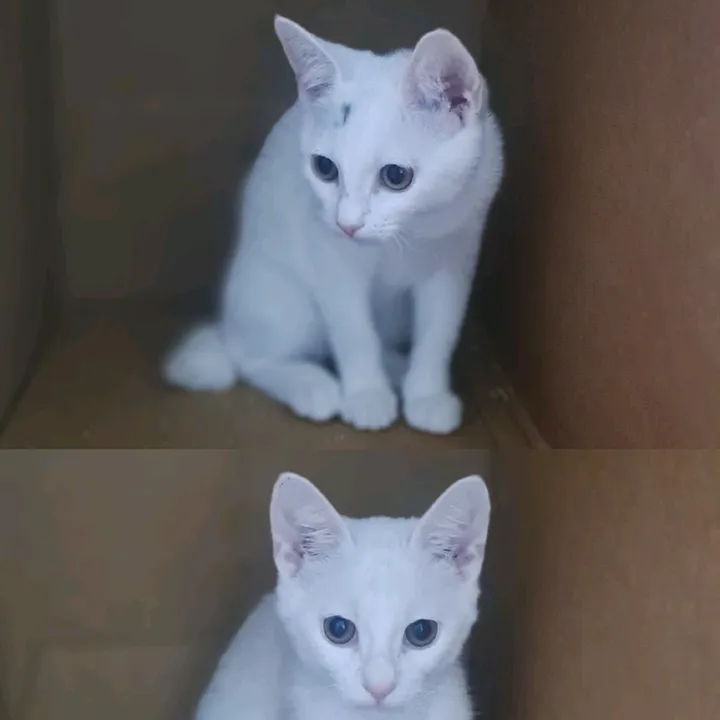 SnowandNubs