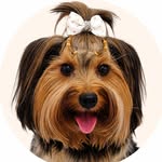 Mel Yorkie | Pet Influencer