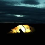 Chocolate Labrador Retriever