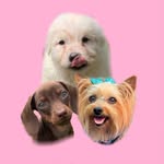 Jolie, Bonnie & Ice