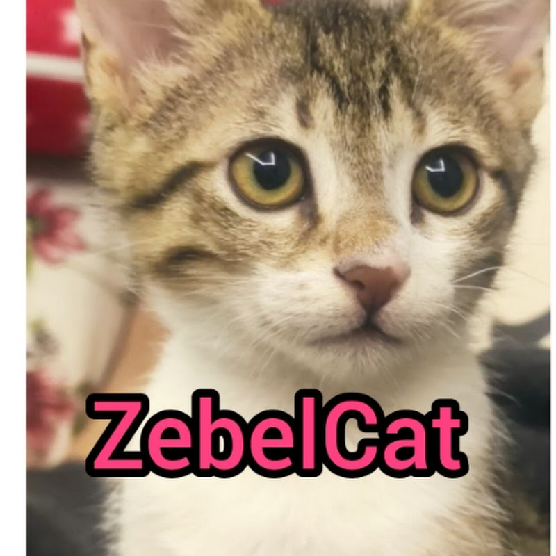 ZebelCat 