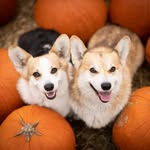 Sherlock & Aurora The Corgis