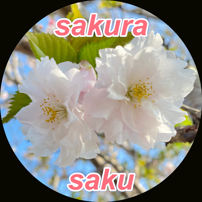 sakura saku