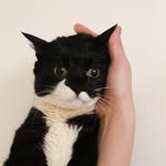 풍이 | 식이 | 준이 | 경이 | 덕이