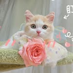 lilykzlaa