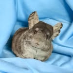 Chirimoya