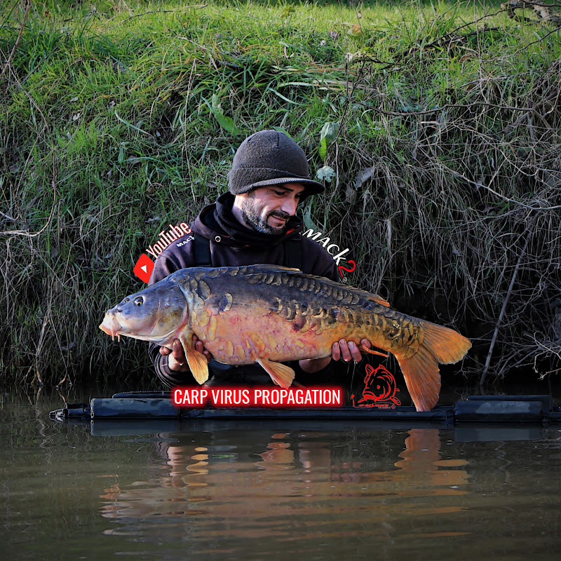 Carp Virus Propagation