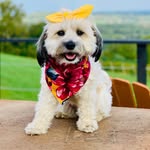 Berra 🩷 | Little Dog Big City| Dog Mom Life & Content Creator