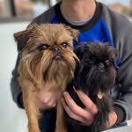 Gus Griffon + Peaches Griffon