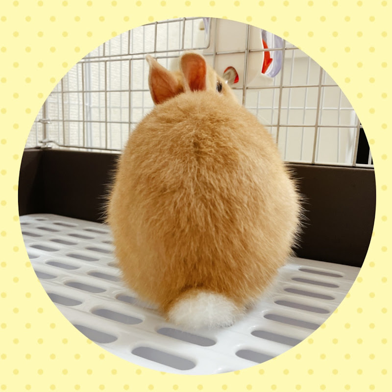 うさぎのひなたぼっこ🐰☀️