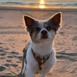 𝕋𝕙𝕖 𝕋𝕒𝕚𝕝 𝕆𝕗 𝕄𝕠𝕨𝕘𝕝𝕚 🐾