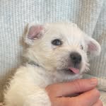 Otso The Westie