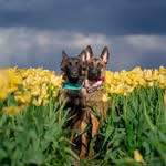 Lauren | Dog Trainer & Photographer