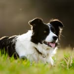Border Collies