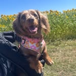 MAISY | PUPFLUENCER | CONTENT CREATOR