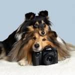 Luca & Alera │ Shetland Sheepdogs