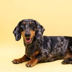 Jerry the dachshund