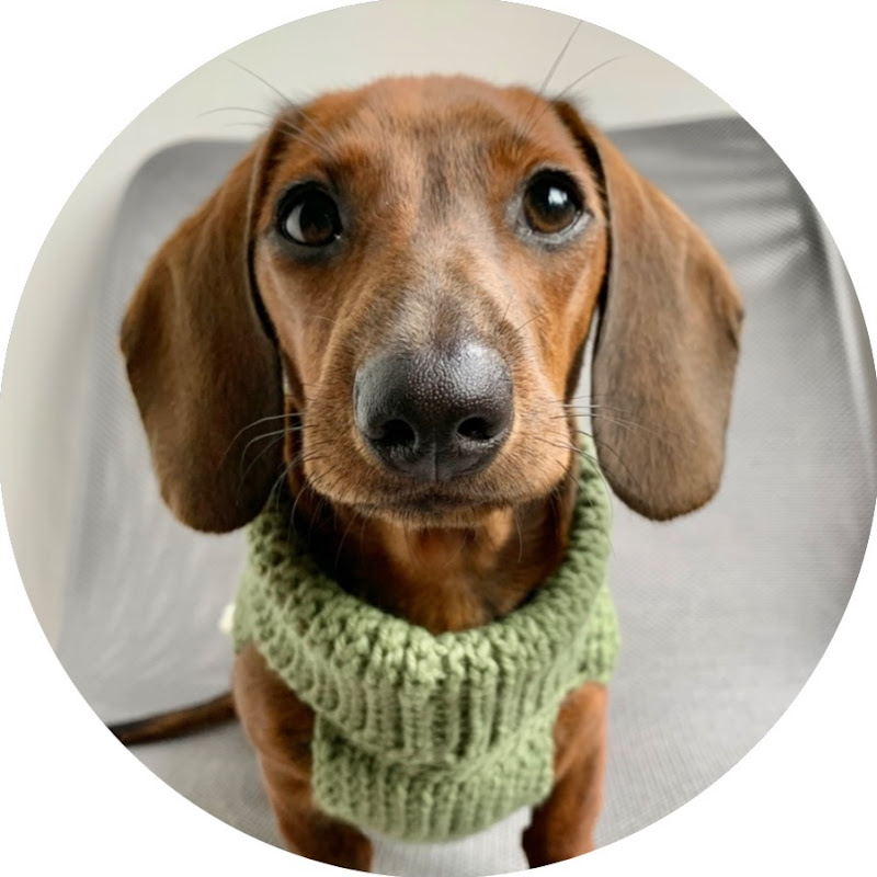 Mac DeMini Dachshund