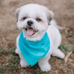 Théo  | Shih Tzu 🐶