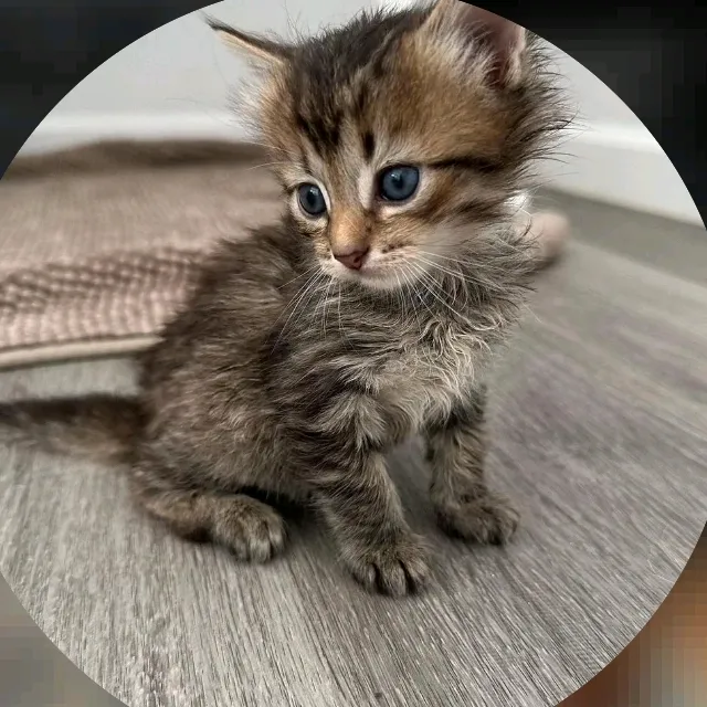 ANGELICA CATS RESCUE MISSION