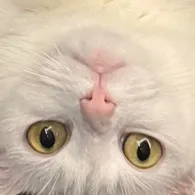MjWhiteCat