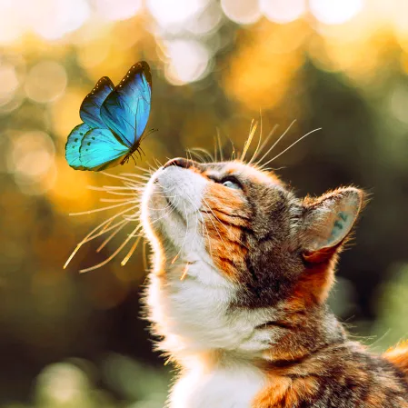 AliceTortie🦋