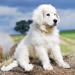 Great pyrenees