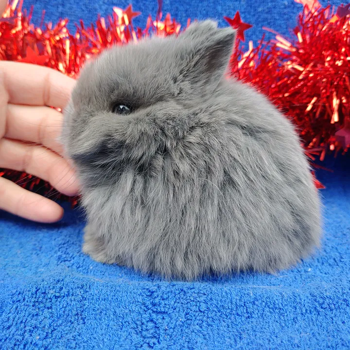 Lapins V✝P Bunnies #ARBA#ANDRC