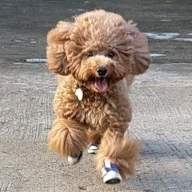 MIGhty MIGZ the POODLE