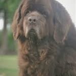 Newfoundland dog