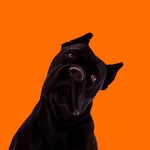 Cane Corso Glasja 🧡