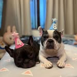 🐼Mika&Mavis🐻frenchbulldog🐷