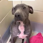 jama rescues