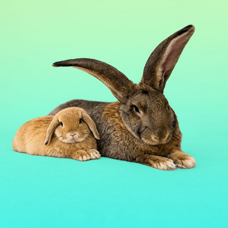 Jabba The Rabbit