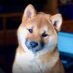 🐾 Saba the Shiba 🐕 Sharing Pawsitive Vibes & Mom’s Big Dreams