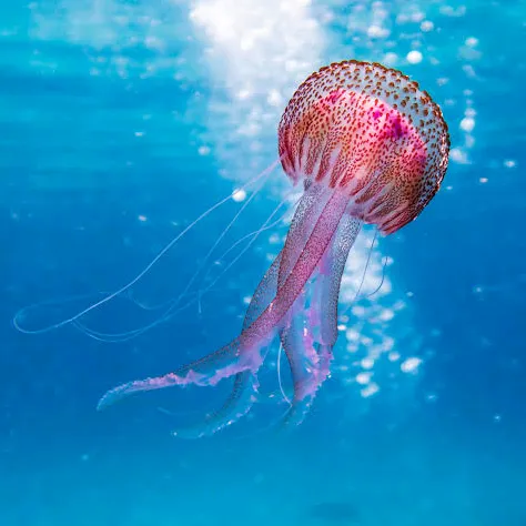 marine_life4426492