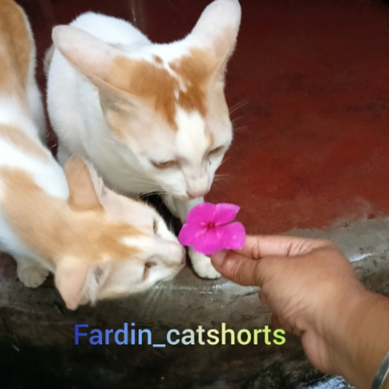 cute animals video