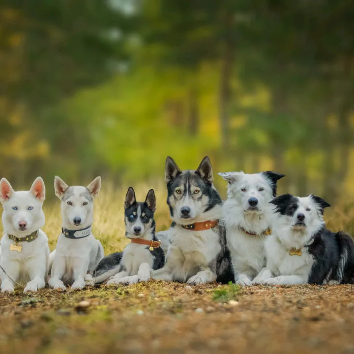 Teamwildpaws