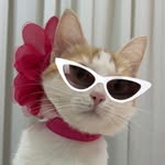 Catcorns