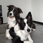 Border Collie | Hiszpania | Psie życie | BARF | Lifestyle
