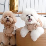 🅚🅐🅚🅐 & 🅑🅤🅑🅤