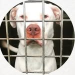 Adopta LoveAnimals Bcn
