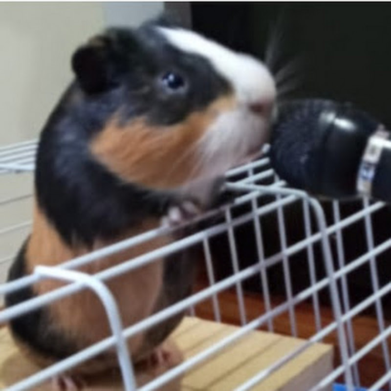Cobi la Cobaya: NOTICIAS