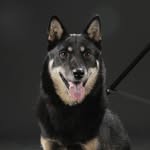 진돗개 깜쥬 🕶 진돗개 블랙탄 깜쥬 🐾🐕‍🦺