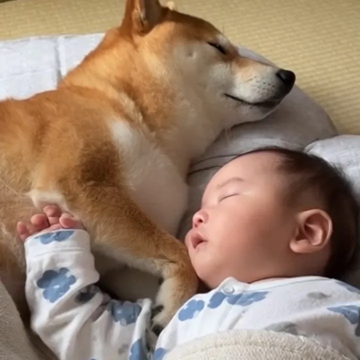 Shiba and baby