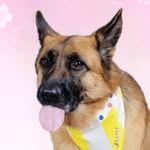 Jupi the German Shepherd