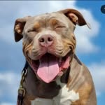 Rollo the Chunkaroo | American Bully Standard/XL