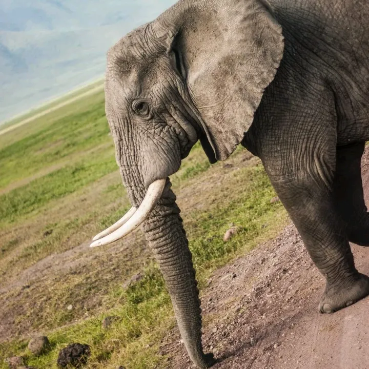 Luo King / AfricanChief1